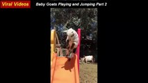 Baby goats are jumping and playing video compilation