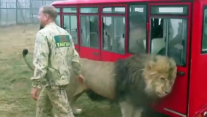 Des touristes russes s'approchent de  lions... même pas peur