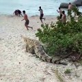 Quand un crocodile énorme surgit sur une plage sous les yeux des touristes