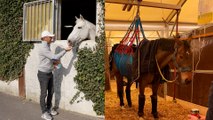 Épidémie mortelle de rhinopneumonie chez les chevaux: « les vétérinaires n’ont jamais vu ça »