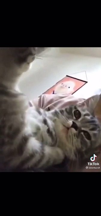 CatCuddle HAHA