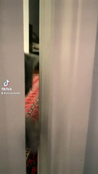 Cute Kitten Siblings Love to Cuddle