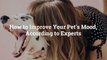 How to Improve Your Pet’s Mood, According to Experts