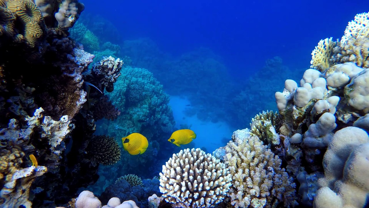Listen to the sound of the ocean. It's great for sleep, relax, read, study and meditation.