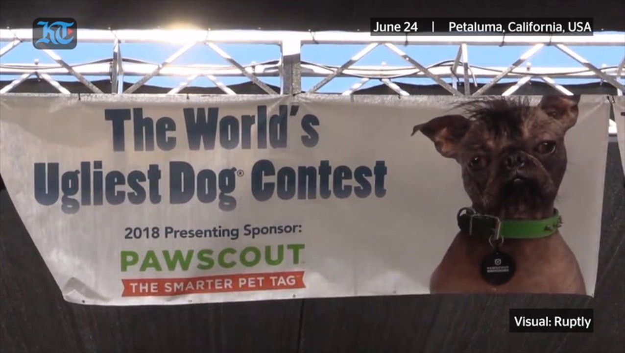 Ugliest Dog