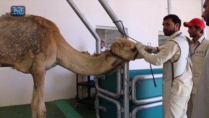 A look inside the first Dubai Camel Hospital