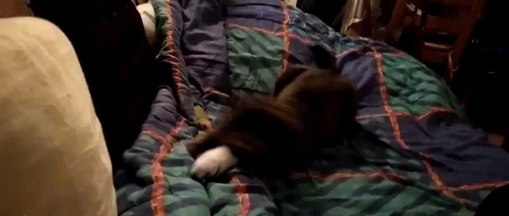 ROXY la joueuse , ex petite sauvageonne sauvée d'un terrain de camping