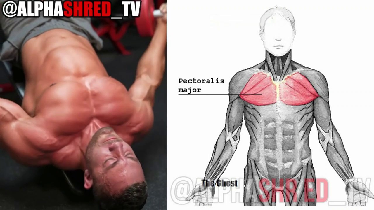 10 Best Exercises to Build Bigger CHEST Faster  99999% RESULTS