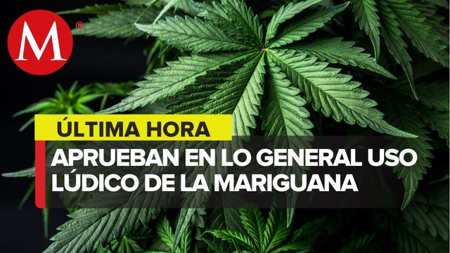 Diputados aprueban en lo general regulación de uso lúdico de mariguana