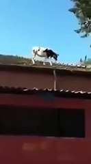 İnek çatıdan çatıya atladı