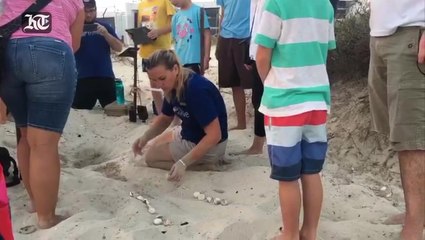 In search of Hawksbill turtle nesting sites in Abu Dhabi