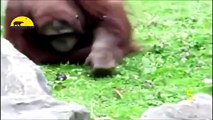 Amazing__ Animal Saves Another Animal _ Animal Heroes (HD)(360P)