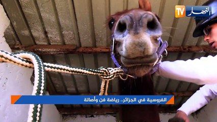 الفروسية في الجزائر.. رياضة فن وأصالة
