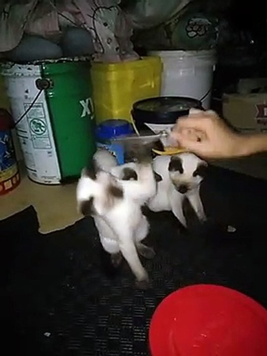 playing cats