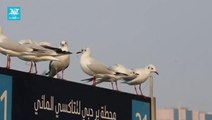Seagulls flock to Dubai as winter approaches