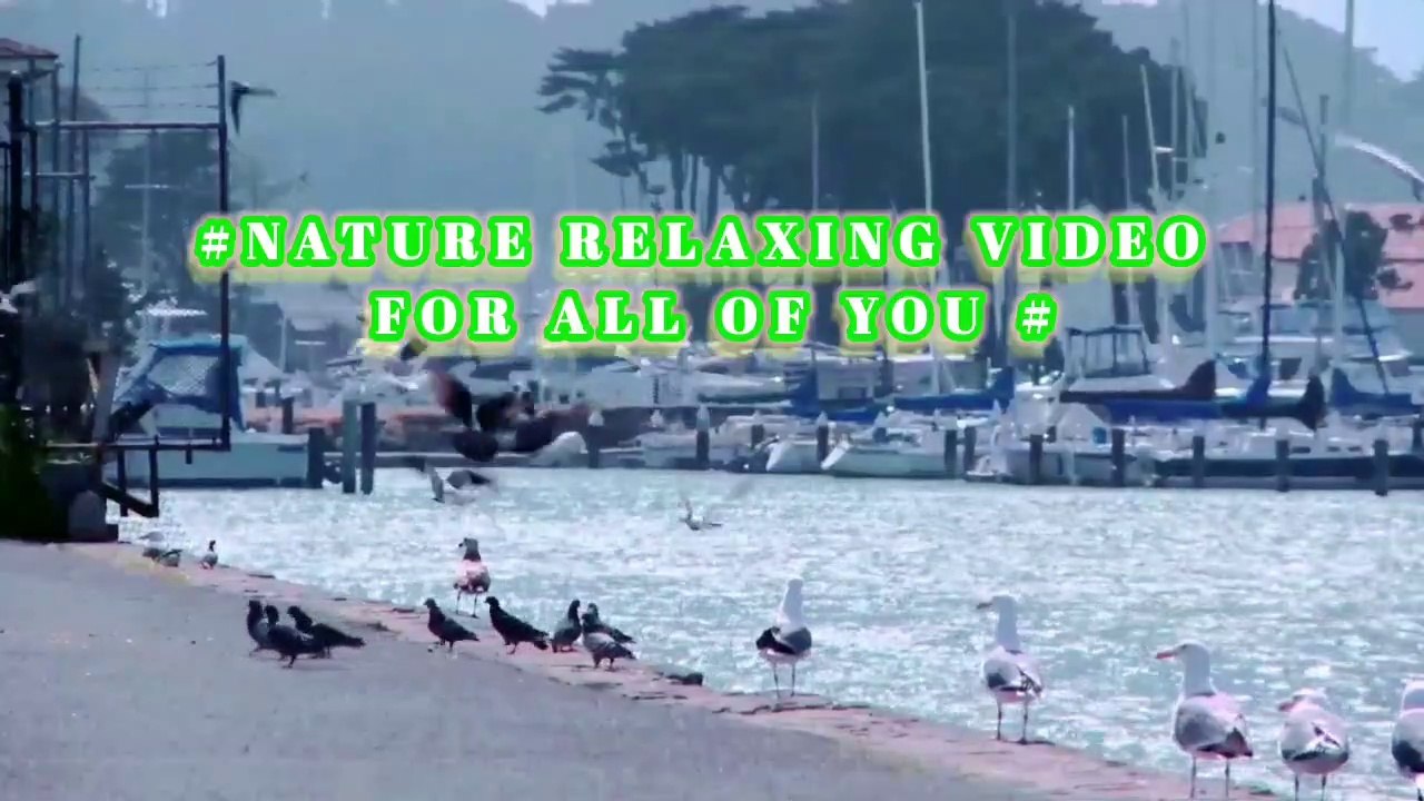 Manoj Dey |Technical amit |junnu ki tech |narure relaxing music |meditation forest sounds |relaxing forest birdsong