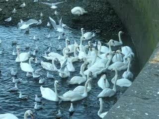 les cygnes de galway