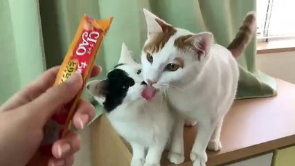 Cats licking