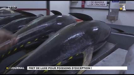 Une vingtaine de tonnes de poisson expédiées ce soir vers les Etats-Unis