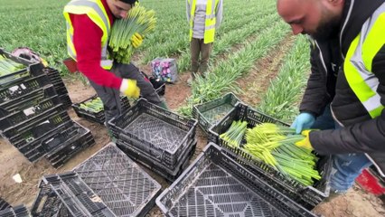 Après le Brexit, la cueillette de jonquilles fait grise mine