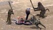 Amazing Smart Monkey Save Mouse From Snake Hunting - Giant Anaconda vs Humans