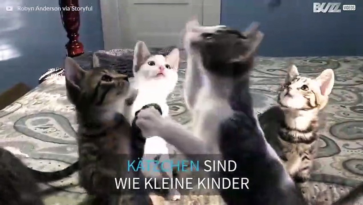 Süße junge Katzen beim Fotoshooting