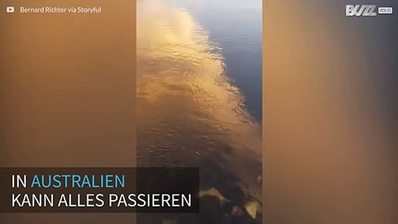 Hai in australischem Fluss gesichtet