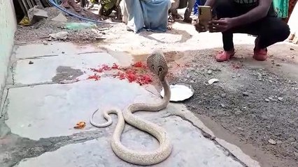 శివరాత్రి రోజున అరుదైన శ్వేత నాగు దర్శనం