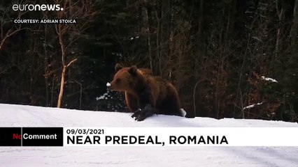 شاهد: دب يطارد متزلجا في غابة وسط رومانيا