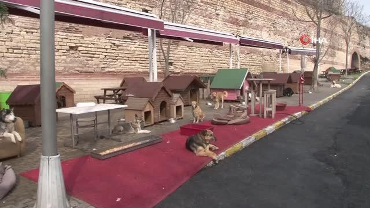 Tren istasyonunda ayağı kopan köpek sağlığına kavuştu