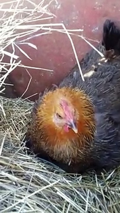 LA POULE COUVE