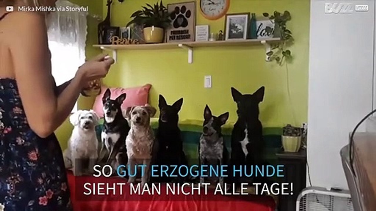 Diese Hunde sind unfassbar gut erzogen!