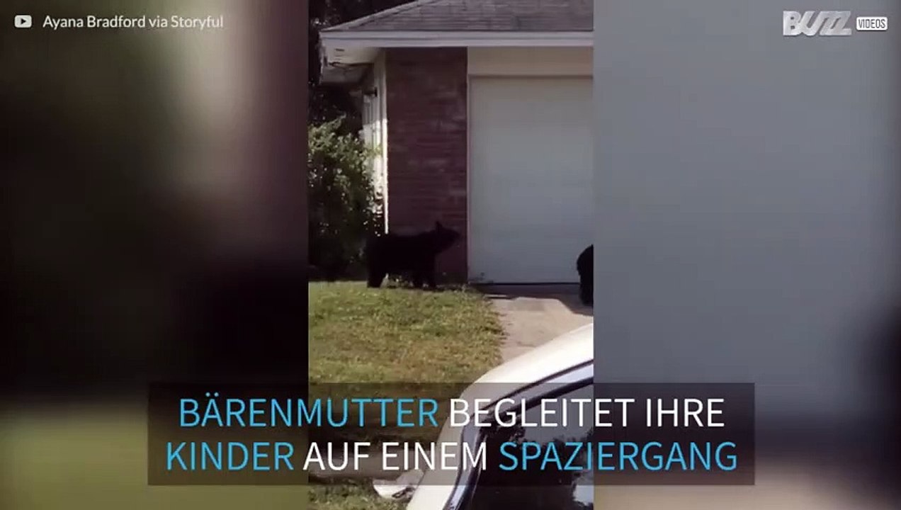 Bärenfamilie beim Bummel durch eine Vorstadt in Florida erwischt