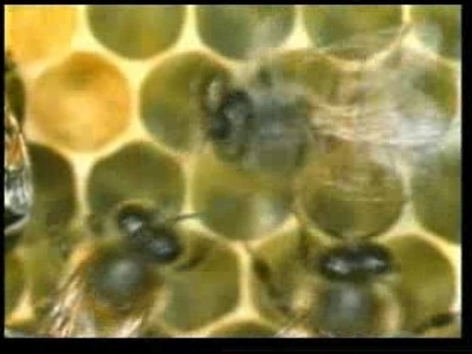 Abeille
