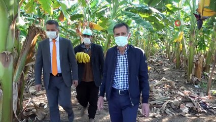 Coğrafi işaret belgeli Erdemli muzunun kökü bile para ediyor