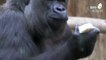 El zoo de Berlín presenta a Tilla, la primera cría de bebé gorila que nace en el zoo de Berlín en 16 años