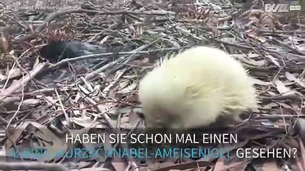 So sieht ein Albino-Kurzschnabel-Ameisenigel aus