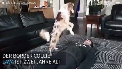 Hund macht Erste-Hilfe-Kurs
