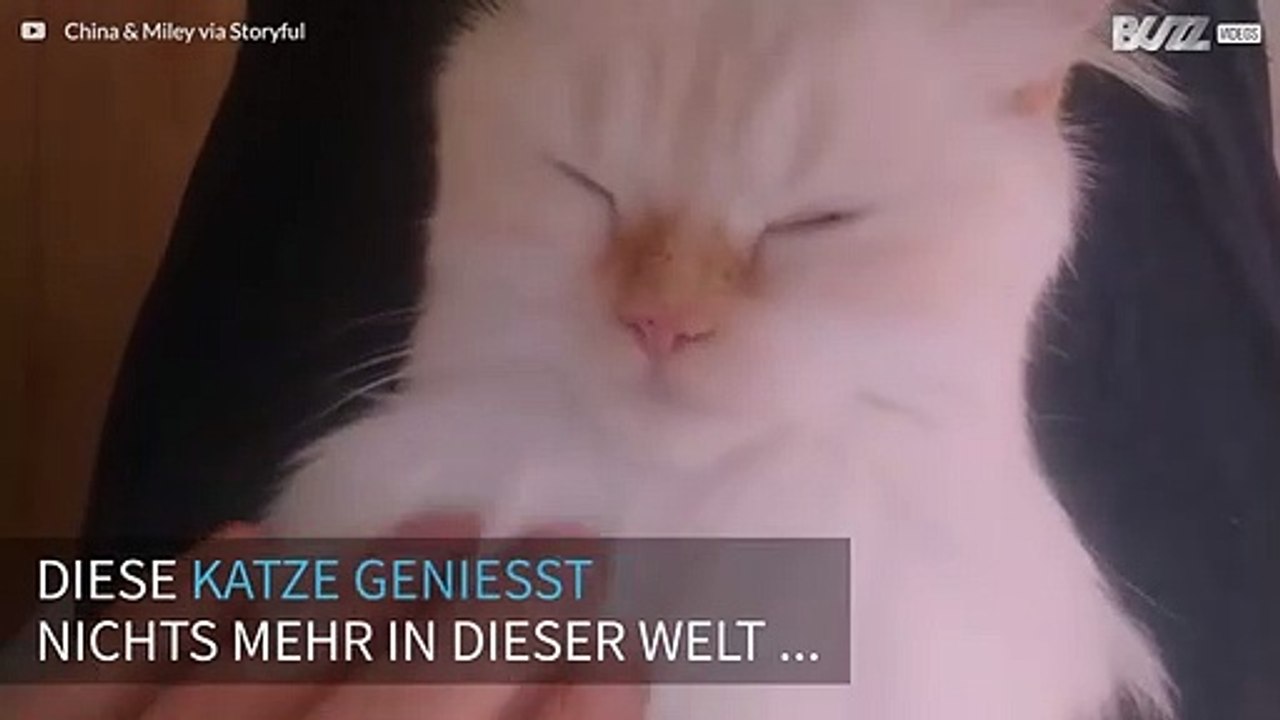 Katze genießt tiefen entspannende Massage