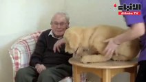 كلب آلي يقدم الدعم لنزلاء دار مسنين في بريطانيا
