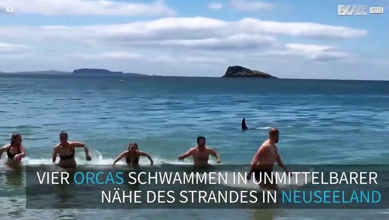 Badegäste werden von Orcas verscheucht
