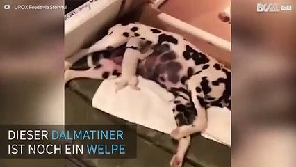 Welpe steht auf Rock'n'Roll