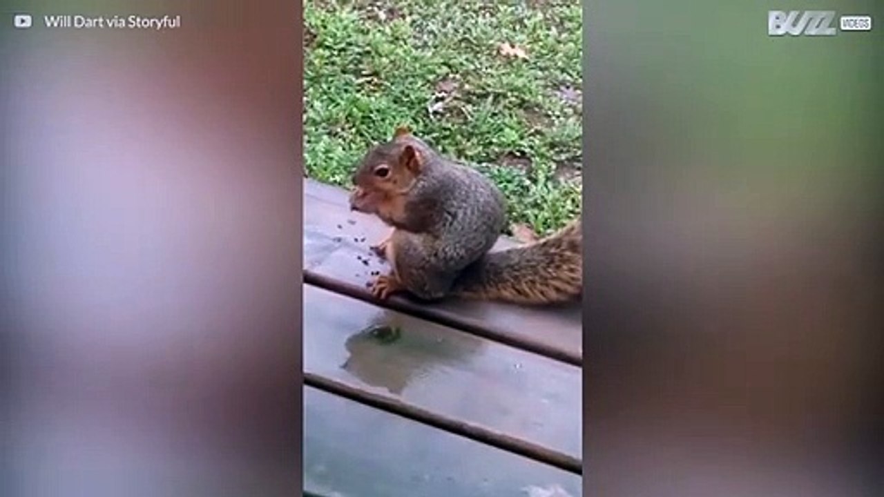 Figurbewusstes Eichhörnchen