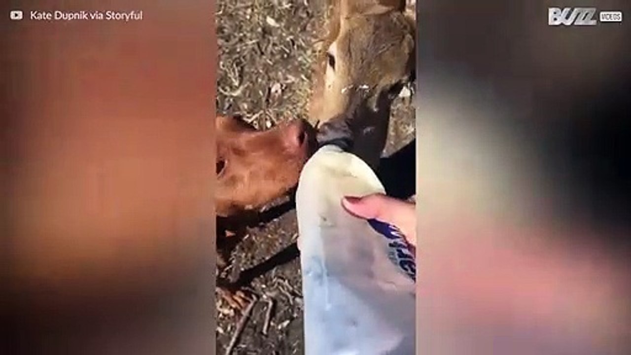 Hund und Reh teilen sich die Flasche