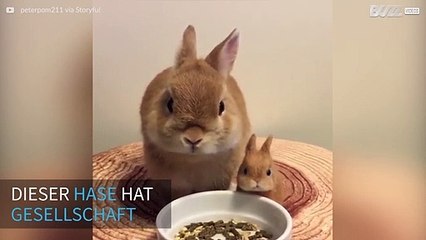 Скачать видео: Hase futtert Seite an Seite mit seiner Miniversion