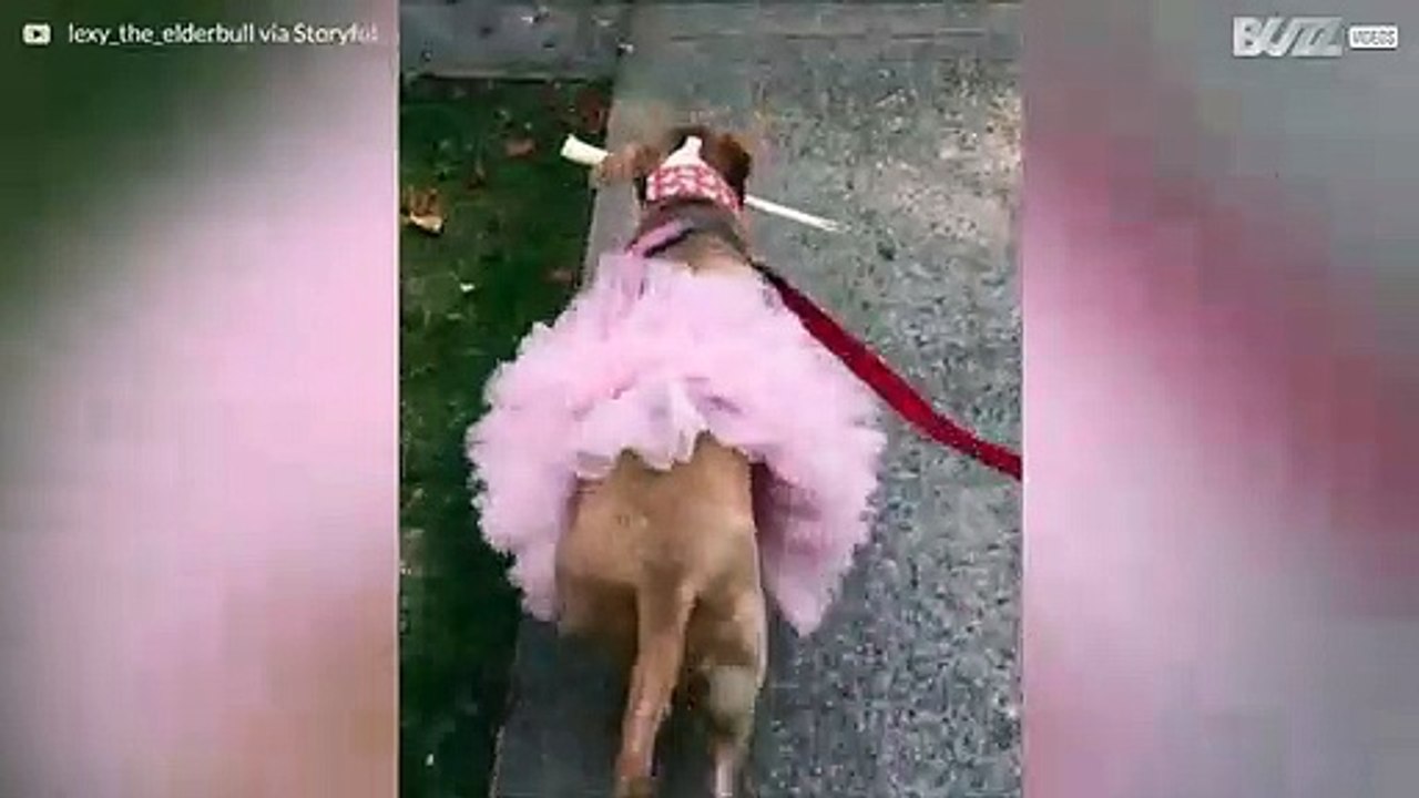 Pittbull im Tutu