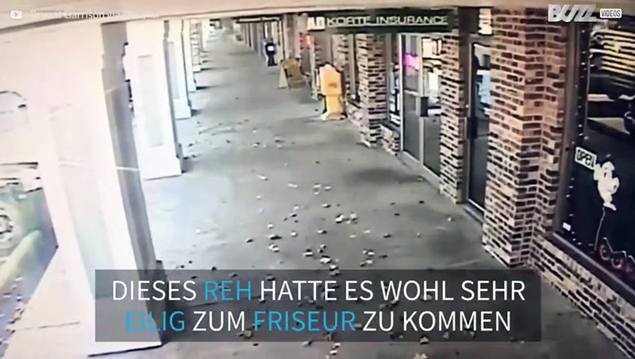 Reh zerstört Schaufenster