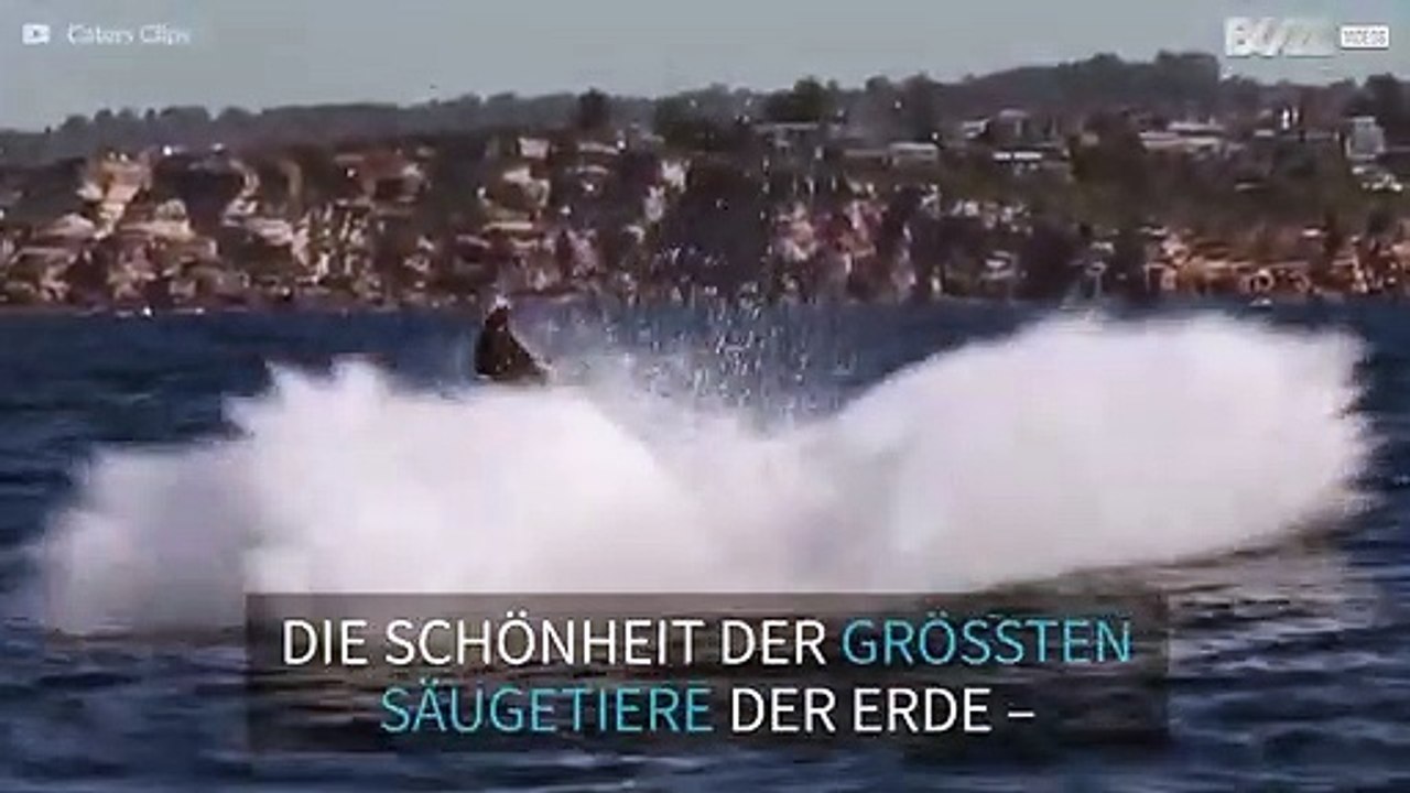 Deshalb sind Wale beeindruckende Lebewesen