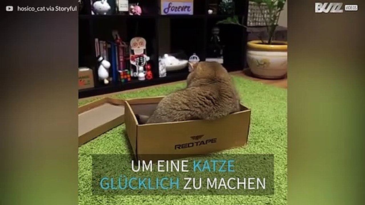 Süße Katze in ihrer Lieblingskiste