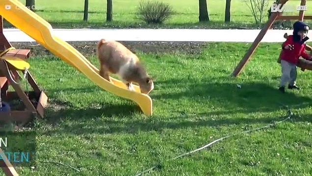 Diese Ziegen zaubern dir im Handumdrehen ein Lächeln aufs Gesicht